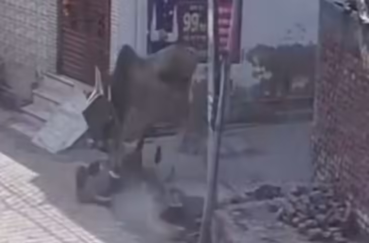 कलानौर में लावारिस सांड ने ली व्यक्ति की जान, गली में बैठा था अनिल... सामने से आए सांड ने कर दिया हमला