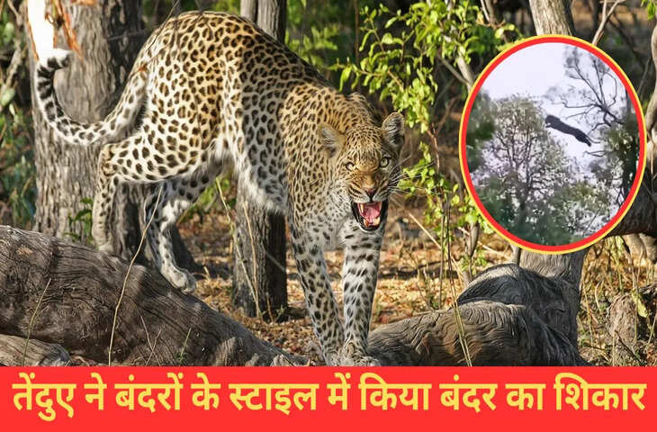 तेंदुए ने गजब तरीके से किया बंदर का शिकार, VIDEO देख नहीं होगा यकीन