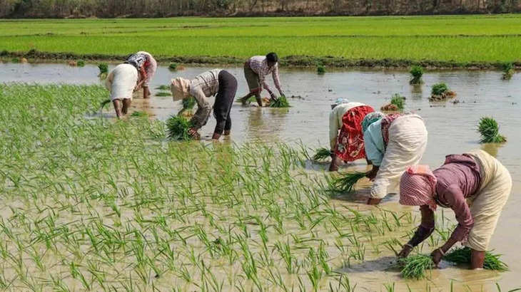 Rohtas रबी फसलों पर काल बन कर टूट रहे नीलगाय, 20 एकड़ में लगी गेंहू की फसल हुई जलमग्न