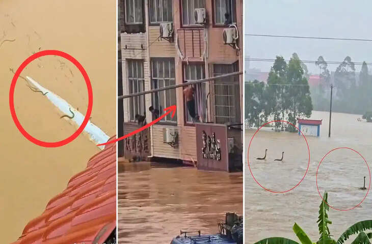चीन में बाढ़ बनी नई आफत! 900 जहरीले सांपों ने गांव में मचाया खौफ, वायरल VIDEO देख कांप जाएंगे आप​​​​​​​
