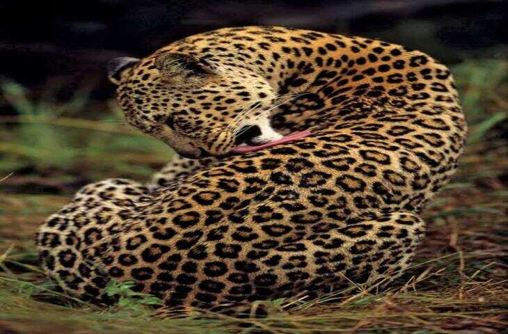 Leopard Attack: रेस्क्यू के दौरान वनकर्मी पर तेंदुए ने किया हमला, नेपाल में मचा हड़कंप