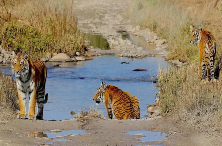 कॉर्बेट टाइगर रिजर्व बना बाघ संरक्षण का सिरमौर, बढ़ती बाघ आबादी से मजबूत हुआ उत्तराखंड का गौरव