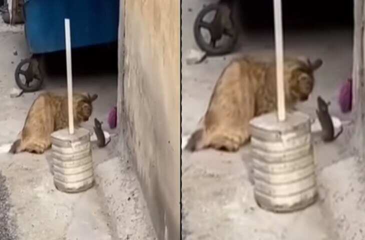 Video Viral: बिल्ली के पंजों में फंसा चूहा, जान बचाने के लिए ऐसे गिड़गिड़ाया कि देखने वालों के भी उड़ गए तोते 
