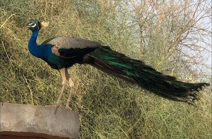 दिल को छू लेने वाला Video! लड़की ने मोर को खिलाया खाना, तो नेशनल बर्ड ने इस अंदाज़ में कहा शुक्रिया 