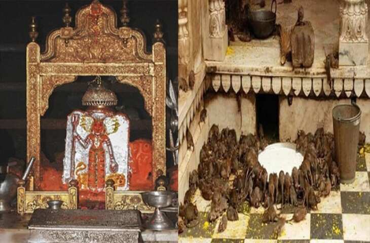 दुनिया का इकलौता मंदिर जहां भक्तों को दिया जाता है हजारों चूहों का झूठा प्रसाद, वीडियो में जाने इस चमत्कारी मंदिर का पूरा इतिहास&nbsp;