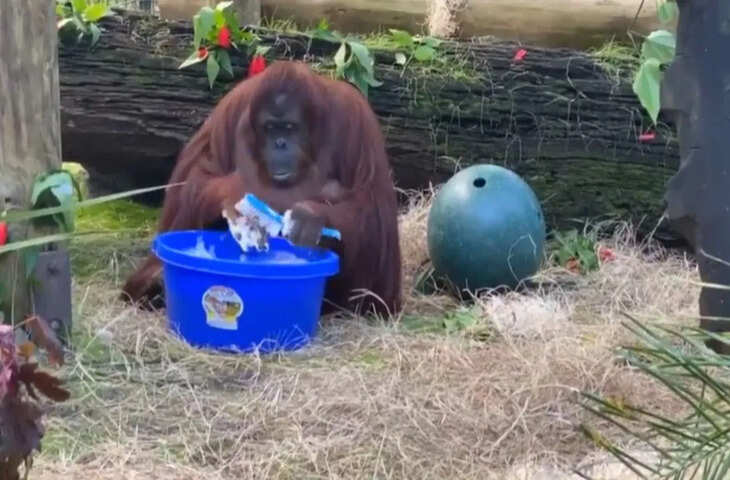 केयरटेकर की हरकत को कॉपी करता ओरंगुटान, वायरल वीडियो देख हंसते-हंसते हो जाएंगे लोट-पोट&nbsp;