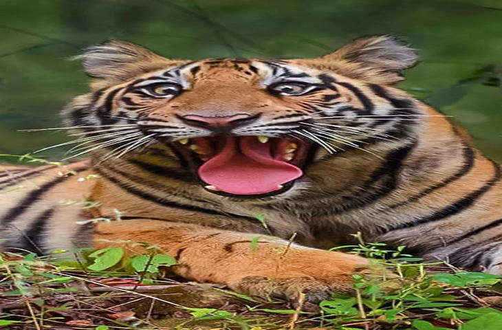 भारत का राष्ट्रीय पशु बाघ है, जो बेहद तेजतर्रार होता है।