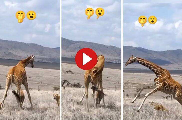Sher Ka Video: शिकार करने आए शेरों की उलटी पड़ गई चाल, जिराफ ने किया ऐसा हमला कि भागने लगे जंगल के राजा&nbsp;