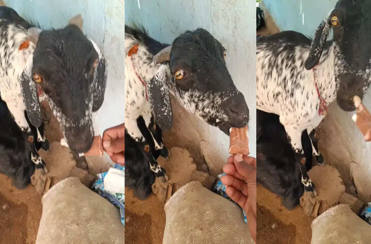 आइसक्रीम का शौकीन निकला बकरा! चटकारे लेकर खाते वीडियो ने सोशल मीडिया पर मचाई सनसनी