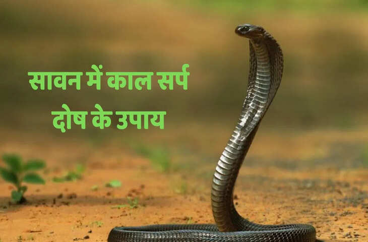 सावन में कालसर्प दोष से हैं परेशान? जानें 5 सरल उपाय, जो दिला सकते हैं शुभ फल और सभी विपत्तियों से मुक्ति&nbsp;