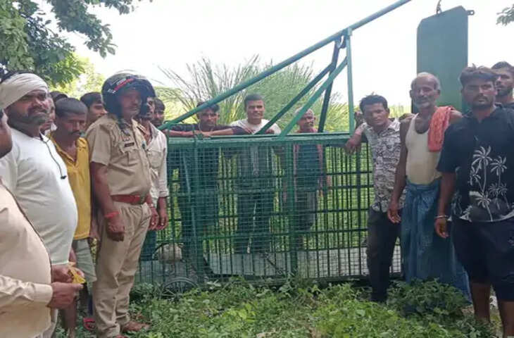 प्रयागराज में मकान की बाउंड्री कूदकर घुसा तेंदुआ, शोर मचाने पर खेतों की ओर भागा; 15 दिन से 22 गांवों में दहशत