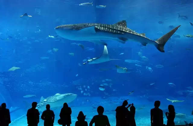 दुनिया के 5 सबसे बड़े और खूबसूरत Aquariums 