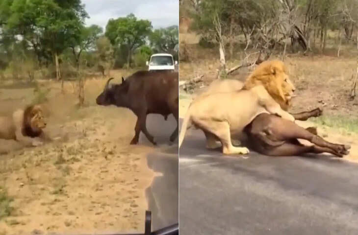 जंगली भैंस की हिम्मत देख सहम गया शेर, फिर जो हुआ…देखें शिकार का हैरान करने वाला VIDEO