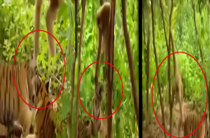 शरारती बंदर ने ऐसे किया शेर को परेशान, कभी खींचे कान तो कभी पूंछ, देखकर नहीं रोक पाएंगे हंसी&nbsp;