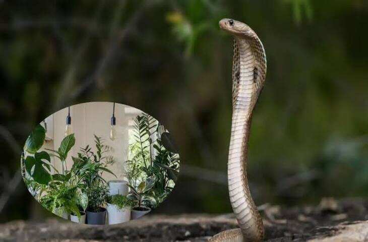 मानसून में क्यों बढ़ जाता है सांपों का खतरा? जानिए वो 4 पौधे जिनकी गंध से पास भी नहीं फटकते विषैले जीव