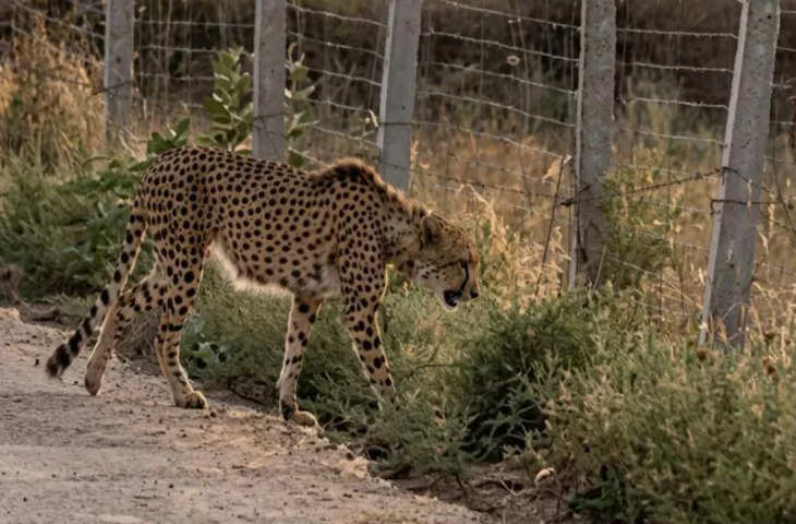 तेंदुआ KP2, जो मध्य प्रदेश के कूनो नेशनल पार्क से भटककर राजस्थान के रणथंभौर पहुँच गया है, इस समय अपनी जान के गंभीर खतरे का सामना कर रहा है। रणथंभौर के ज़ोन 9 में, जहाँ KP2 इस समय घूम रहा है, बड़ी संख्या में तेंदुए, साथ ही बाघ और बाघिनें भी मौजूद हैं। नतीजतन, अगर KP2 का सामना किसी बाघ, बाघिन या तेंदुए से होता है, तो उसकी जान खतरे में पड़ सकती है। हालाँकि, वन विभाग इस स्थिति को लेकर सतर्क है, और टीमें लगातार तेंदुए KP2 पर नज़र रख रही हैं।  **तेंदुए को रेडियो कॉलर के ज़रिए ट्रैक किया जा रहा है**  लगभग एक हफ़्ता पहले - आज (सोमवार) से पहले - तेंदुआ KP2 मध्य प्रदेश के कूनो से निकला था; चंबल नदी पार करने के बाद, वह कल (रविवार) रणथंभौर की सीमा में फिर से दाखिल हुआ। तेंदुए को सबसे पहले रणथंभौर की पालीघाट रेंज में अजीतपुरा गाँव के पास ग्रामीणों ने देखा था। ग्रामीणों द्वारा दी गई जानकारी के आधार पर, रणथंभौर वन प्रशासन की एक टीम ने तेंदुए पर नज़र रखना शुरू कर दिया। इसी बीच, तेंदुए की गर्दन में लगे रेडियो कॉलर का इस्तेमाल करते हुए, कूनो के वन कर्मियों की एक टीम ने जानवर को ट्रैक करते हुए रणथंभौर तक उसका पीछा किया और अब निगरानी के प्रयासों में मदद करने के लिए स्थानीय वन प्रशासन टीम के साथ शामिल हो गई है।  **ज़ोन 9: बाघों, बाघिनों और तेंदुओं का घर**  तेंदुआ पालीघाट रेंज के अजीतपुरा से लहसोड़ा होते हुए रणथंभौर की ROPT रेंज में दाखिल हुआ। उसकी गतिविधियाँ इस समय रणथंभौर के ज़ोन 9 में केंद्रित हैं - वही ज़ोन जहाँ रणथंभौर की बाघिन T-127 और बाघिन T-108 अक्सर आती-जाती रहती हैं। इन शीर्ष शिकारियों की मौजूदगी तेंदुए की जान के लिए एक बड़ा खतरा पैदा करती है। इसके अलावा, बाघों और बाघिनों के अलावा, ज़ोन 9 में तेंदुओं की भी बड़ी आबादी रहती है। इन परिस्थितियों को देखते हुए, जिस खास इलाके में KP2 इस समय घूम रहा है, वह तेंदुए के लिए किसी भी तरह से सुरक्षित माहौल नहीं है। वन विभाग तेंदुए KP2 को लेकर पूरी तरह से सतर्क है। इस संदर्भ में, DFO रणथंभौर मानस सिंह ने बताया कि तेंदुआ KP2 - जो मूल रूप से कूनो का रहने वाला है - लगभग 20 दिन पहले मध्य प्रदेश के कूनो नेशनल पार्क से भटककर राजस्थान के कोटा-बूंदी क्षेत्र में घुस आया था। तब उसे बेहोश करके वापस कूनो ले जाया गया था; हालाँकि, कुछ दिनों बाद वह फिर से भाग निकला, चंबल नदी पार करके रणथंभौर पहुँच गया। DFO ने आगे बताया कि रणथंभौर एक बाघ अभयारण्य है जहाँ बाघों की संख्या बहुत ज़्यादा है; नतीजतन, रणथंभौर में तेंदुओं की जान को खतरा है। तेंदुओं की सुरक्षा को लेकर रणथंभौर और कूनो, दोनों ही वन प्रशासन हाई अलर्ट पर हैं।  तेंदुए बार-बार कूनो से क्यों भाग रहे हैं? कूनो प्रशासन के कामकाज पर सवाल उठाते हुए, वन्यजीव विशेषज्ञ धर्मेंद्र खंडेल ने बताया कि कूनो पाँच बाघ अभयारण्यों (शिवपुरी, मुकुंदरा, रामगढ़, धौलपुर-करौली और रणथंभौर) से घिरा हुआ है। इस स्थिति को देखते हुए, तेंदुओं द्वारा भागने की कोई भी कोशिश उनके लिए सीधे तौर पर एक "आत्मघाती मिशन" (suicide mission) साबित हो सकती है। खंडेल ने चेतावनी दी कि रणथंभौर में तेंदुओं को बाघों से ज़्यादा, दूसरे तेंदुओं से खतरा है। अब इंसानी दखल से किसी तेंदुए की जान बचाना मुश्किल है; इसका नतीजा पूरी तरह से "प्राकृतिक संघर्ष" पर निर्भर करेगा। इसके अलावा, इस भीषण गर्मी में बार-बार बेहोश करना तेंदुए के लिए जानलेवा साबित हो सकता है।  KP2 के साथ एक मादा तेंदुआ भी कूनो छोड़कर चली गई  इस बीच, सूत्रों से मिली जानकारी ने कूनो वन विभाग की चिंताएँ और भी बढ़ा दी हैं। एक तरफ जहाँ नर तेंदुआ कूनो से भागकर, चंबल नदी पार करके रणथंभौर की ओर बढ़ रहा है; वहीं दूसरी तरफ, एक मादा तेंदुआ - अपने शावकों के साथ - भी कoono छोड़कर चली गई है और फिलहाल चंबल नदी पार करने की तैयारी में है। अगर वह रणथंभौर पहुँच जाती है, तो उस इलाके में एक साथ तीन तेंदुओं की मौजूदगी से वन विभाग के लिए नई मुश्किलें खड़ी हो सकती हैं।