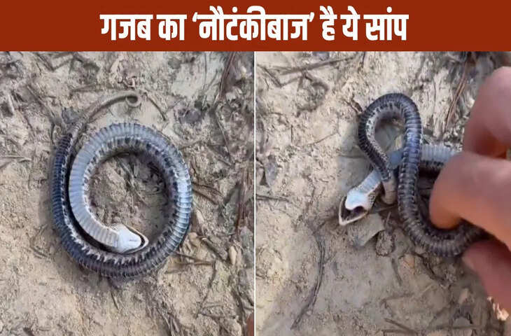 ऐसा नाटकबाज सांप देखा है कहीं? वीडियो में देखिए कैसे कर रहा मरने की एक्टिंग