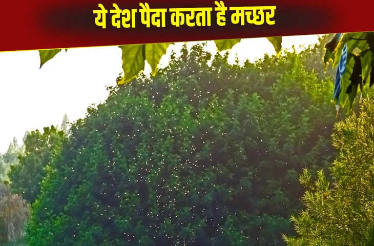इस देश में है मच्छरों की फैक्ट्री, खास कारण से पैदा किए जाते हैं कीड़े
