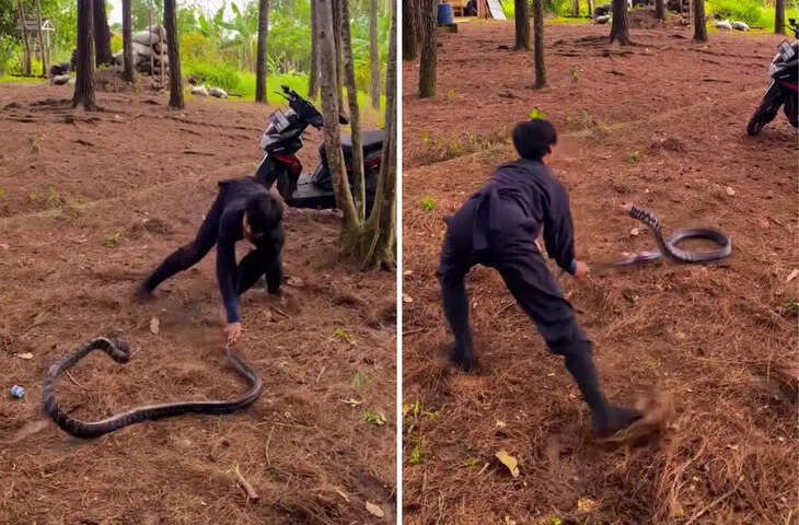 युवक का खतरनाक खेल! किंग कोबरा की पूंछ पकड़कर किया ऐसा खिलवाड़, वीडियो देखकर सबकी रूह काँप उठी​​​​​​​