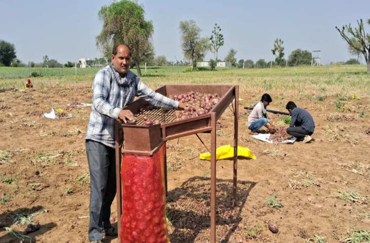 शेखावाटी के लाल प्याज की मिठास बढ़ा रही किसानों की आय, देश-विदेश में मांग