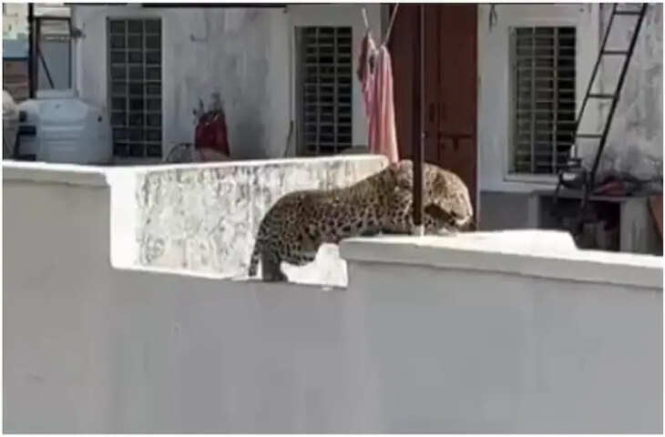 सीकर में तेंदुए का हमला, महिला गंभीर रूप से घायल