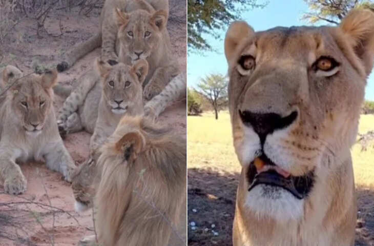7 शेरों से भिड़ी अकेली शेरनी, अबतक का सबसे दुर्लभ वाइल्डलाइफ मुठभेड़ का Video देख दहल जाएगा दिल