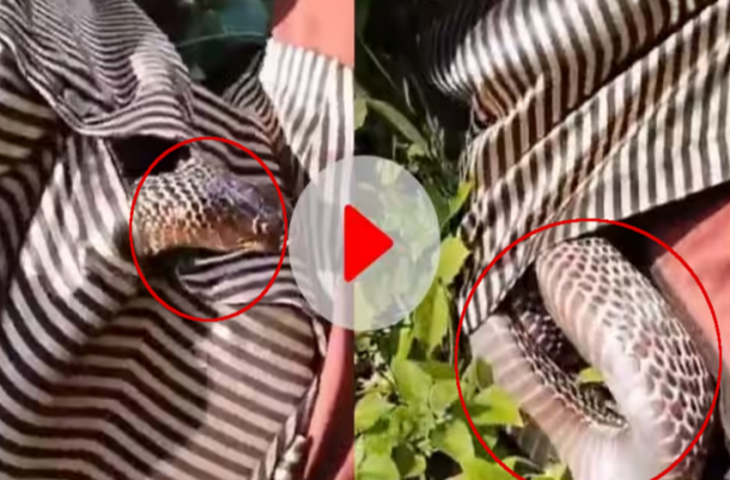 पार्क में बैठे शख्स की शर्ट में घुसा खतरनाक सांप, फिर ऐसे निकला बाहर, रूह कंपा देगा नजारा