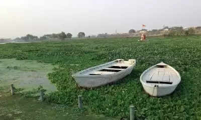 Lucknow की गोमती नदी जलकुंभी से हरी हुई !