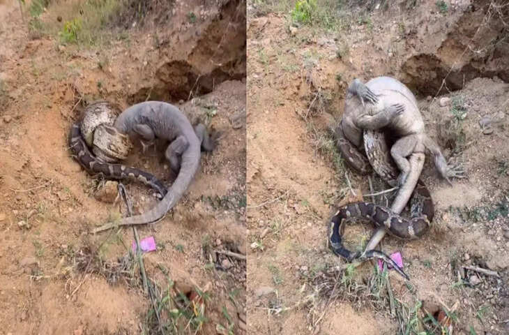 जंगल का खूनी संघर्ष! रॉक पाइथन बनाम मॉनिटर लिजर्ड, वायरल वीडियो में देखे साँसे रोक देने वाला युद्ध&nbsp;