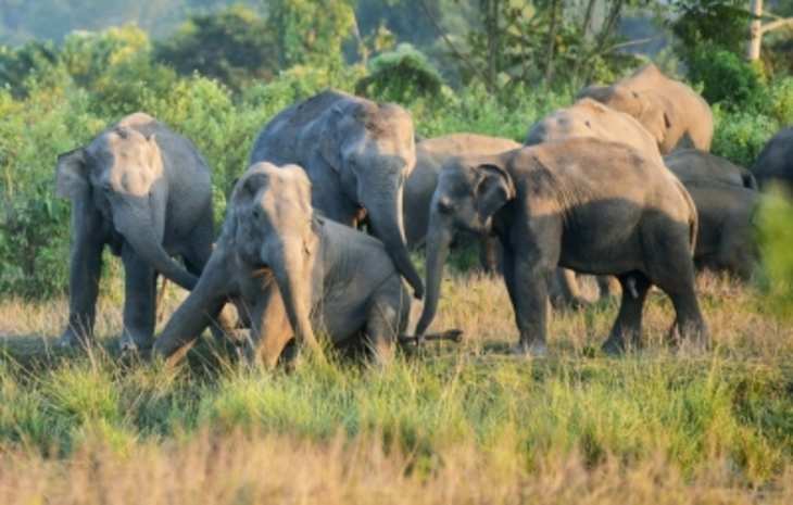 Assam : हर साल संघर्षों में 80 हाथियों, 70 इंसानों की जाती है जान