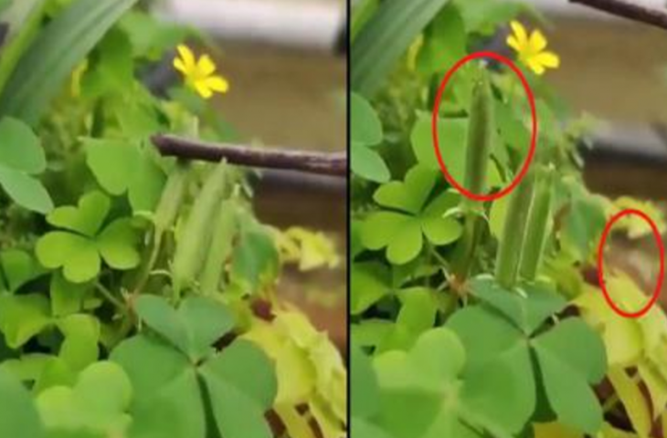 छूते ही &lsquo;मिसाइल&rsquo; दागने लगता है यह पौधा, देखकर रह जाएंगे हैरान