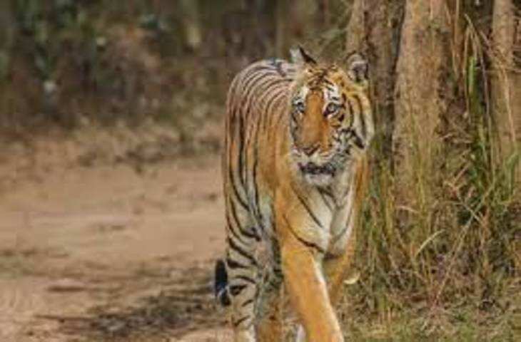 Haridwar वन्य जीवों की सुरक्षा के लिए राजाजी टाइगर रिजर्व में रेड अलर्ट