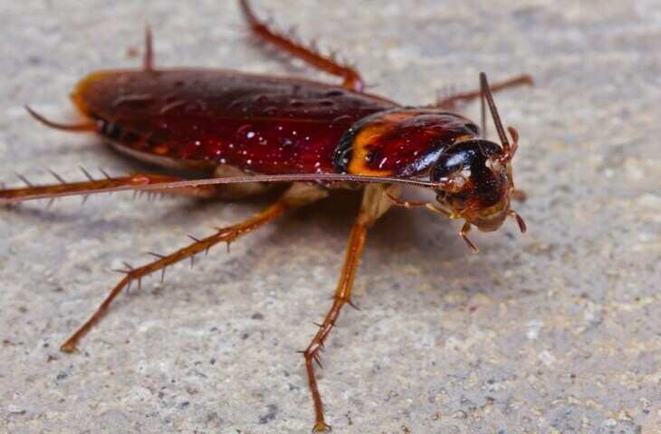 Cockroach Facts: एक कॉकरोच 200 दिन में 400 बच्चे पैदा कर सकता है, जानिए इसकी &lsquo;अमर&rsquo; बनने की वजह