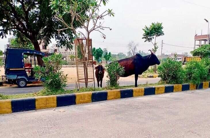 कुरुक्षेत्र जिला प्रशासन सड़कों पर मवेशी छोड़ने वालों के खिलाफ कानूनी कार्रवाई करेगा