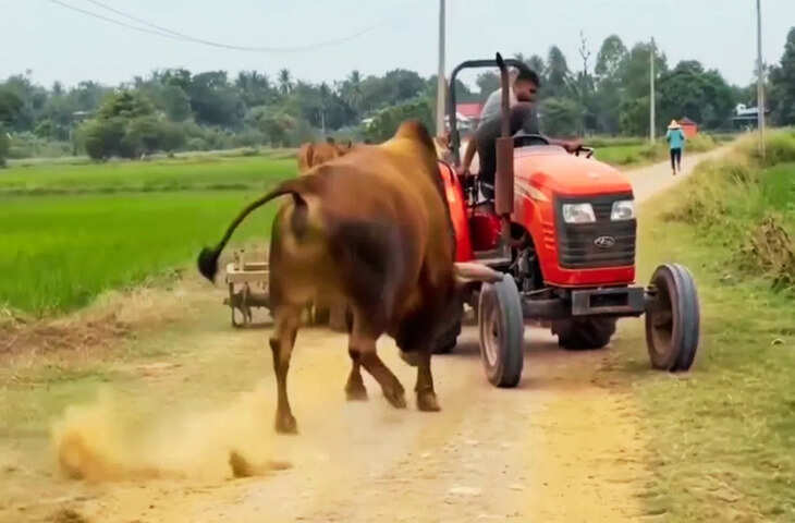 सोशल मीडिया पर इन दिनों एक बेहद चौंकाने वाला वीडियो तेजी से वायरल हो रहा है, जिसमें एक गुस्सैल और विशालकाय सांड सड़क पर जमकर उत्पात मचाता नजर आ रहा है। इस वीडियो ने इंटरनेट पर तहलका मचा दिया है और लोग इसे देखकर हैरान हैं। नेटिजन्स ने सांड की ताकत और आक्रामकता को देखते हुए उसे मजाकिया अंदाज में &lsquo;देसी हल्क&rsquo; का नाम दे दिया है।  वायरल क्लिप में देखा जा सकता है कि एक बड़ा और शक्तिशाली सांड बीच सड़क पर खड़ा है, मानो उसने पूरा रास्ता रोक रखा हो। उसका आक्रामक व्यवहार देखकर आसपास मौजूद लोग दूरी बनाए हुए हैं। वीडियो में माहौल इतना तनावपूर्ण है कि कोई भी व्यक्ति उसके पास जाने की हिम्मत नहीं कर रहा।  इसी दौरान एक ट्रैक्टर सड़क से गुजरने की कोशिश करता है, लेकिन सांड को उसका आना बिल्कुल भी पसंद नहीं आता। जैसे ही ट्रैक्टर उसके करीब पहुंचता है, सांड अचानक उग्र हो जाता है और उसकी ओर तेजी से बढ़ता है। अगले ही पल जो दृश्य सामने आता है, वह देखने वालों की सांसें रोक देता है।  सांड की इस अप्रत्याशित हरकत से स्थिति और भी खतरनाक हो जाती है। ट्रैक्टर चालक तुरंत स्थिति को भांपते हुए वाहन को नियंत्रित करने की कोशिश करता है, लेकिन सांड का गुस्सा देखकर साफ अंदाजा लगाया जा सकता है कि वह किसी भी तरह की हलचल को बर्दाश्त करने के मूड में नहीं है।  यह पूरी घटना वहां मौजूद लोगों द्वारा मोबाइल कैमरे में कैद कर ली गई, जिसके बाद यह वीडियो सोशल मीडिया पर तेजी से फैल गया। देखते ही देखते यह क्लिप विभिन्न प्लेटफॉर्म्स पर वायरल हो गई और लाखों व्यूज बटोर लिए।  वीडियो पर लोगों की तरह-तरह की प्रतिक्रियाएं सामने आ रही हैं। कई यूजर्स ने सांड की ताकत और आक्रामकता को देखकर हैरानी जताई है, वहीं कुछ लोग इसे मजाकिया अंदाज में &ldquo;देसी हल्क&rdquo; और &ldquo;सड़क का बॉस&rdquo; जैसे नाम दे रहे हैं। हालांकि कई लोगों ने इस घटना को बेहद खतरनाक बताते हुए सावधानी की अपील भी की है।  विशेषज्ञों का कहना है कि सांड जैसे पशु जब भीड़भाड़ वाले या असहज माहौल में पहुंच जाते हैं, तो वे स्वाभाविक रूप से आक्रामक हो सकते हैं। ऐसे में उनसे दूरी बनाए रखना ही सबसे सुरक्षित विकल्प होता है।  स्थानीय लोगों के अनुसार, इस तरह की घटनाएं अक्सर उन इलाकों में देखने को मिलती हैं जहां आवारा पशु सड़कों पर खुलेआम घूमते हैं, जिससे न सिर्फ यातायात बाधित होता है बल्कि दुर्घटनाओं का खतरा भी बढ़ जाता है।  फिलहाल यह वीडियो इंटरनेट पर चर्चा का बड़ा विषय बना हुआ है और लोग लगातार इसे शेयर कर रहे हैं। हालांकि यह घटना मनोरंजन से ज्यादा एक चेतावनी भी देती है कि आवारा पशुओं के बीच सड़क पर सावधानी बरतना बेहद जरूरी है।  इस वायरल वीडियो ने एक बार फिर यह साबित कर दिया है कि सड़क पर जरा सी लापरवाही भी बड़े हादसे का कारण बन सकती है।
