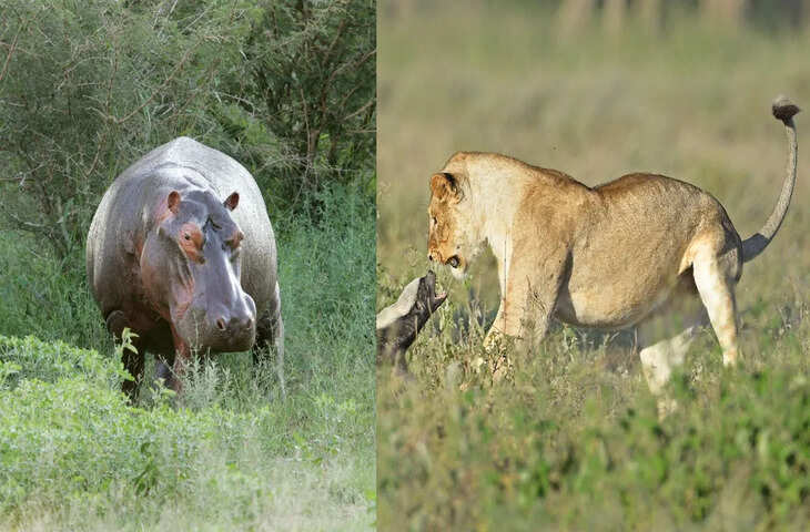 सोशल मीडिया पर वायरल: शेरनी और हिप्पो की लड़ाई, हिप्पो ने दिखाया जोर, शेरनी को भागना पड़ा