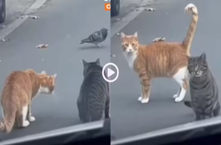 हाथ से शिकार छूटते ही गुस्साई बिल्ली ने कार वाले को अपनी भाषा में सुनाई खरी-खरी,&nbsp;वीडियो देख लोग हंसते-हंसते हुए लोटपोट&nbsp;