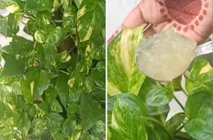 मनी प्लांट केयर टिप्स: पत्तियों को बड़ा, हरा-भरा और चमकदार बनाने के लिए अपनाएं एक्सपर्ट का यह खास नुस्खा