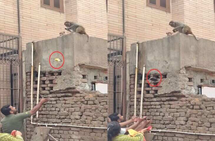 Monkey Viral Video: बंदर ने छीना शख्स का फोन, खाना देखकर किया ऐसा कारनामा कि लोग हैरान