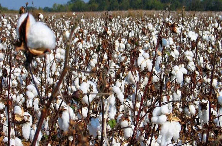मेवाड़ की कपास को मिला &lsquo;कस्तूरी&rsquo; ब्रांड, केंद्र सरकार ने दी प्रीमियम क्वालिटी की पहचान