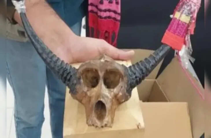 फ्रांस के दो नागरिक बीकानेर में संदिग्ध वन्यजीव वस्तु के साथ हिरासत में, DFO ने बताई सच्चाई? &nbsp;