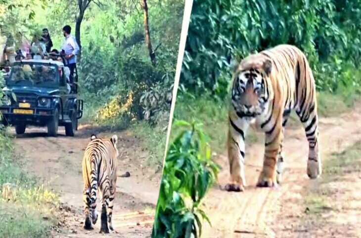 सरिस्का में टूरिस्ट जिप्सी के आगे से गुजरी बाघिन, शावकों के साथ एस टी-30 को देख रोमांचित हो उठे पर्यटक