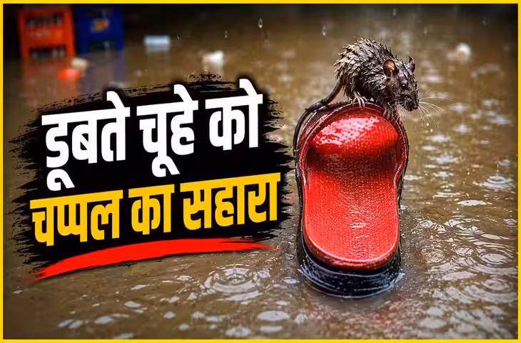 डूबते चूहे को मिली चप्पल की नाव! बारिश के पानी में जिंदगी बचाने की जद्दोजहद का VIDEO वायरल​​​​​​​