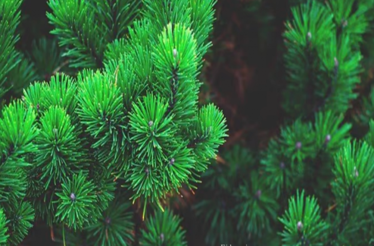 हमारी धरती रहस्यों से भरी है। कई रहस्यमयी चीज़ें हैं जिन्हें साइंटिस्ट भी नहीं सुलझा पाए हैं। कुदरत खुद कई राज़ समेटे हुए है। धरती पर कई ऐसे पेड़-पौधे हैं जिन्हें दिव्य और चमत्कारी माना जाता है। कई पेड़-पौधे रोते हैं, खाने की भीख मांगते हैं और कुछ तो खुद ही चलते-फिरते भी हैं। आम पौधे ऐसा नहीं कर सकते। दुनिया भर में पेड़ों और पौधों की करीब 400,000 किस्में हैं। आइए इन चमत्कारी पौधों के बारे में जानें।  पौधे रोशनी छोड़ते हैं  धरती पर ऐसे पौधे भी हैं जो अंधेरे में रोशनी छोड़ते हैं। इनमें से कुछ पौधों के तनों से निकलने वाला पानी अंधेरे में चमकता है। कुछ मशरूम की किस्में भी हैं जो कई रंग की रोशनी छोड़ती हैं। साइंटिस्ट मानते हैं कि एंजाइम और ऑक्सीजन के बीच केमिकल रिएक्शन से यह रंगीन रोशनी निकलती है।  पौधों से पानी अंडमान और निकोबार आइलैंड में एक अनोखा पौधा पाया जाता है। यह पीने लायक पानी देता है। इस अनोखे पौधे को कैलामस अंडमानेंसिस कहते हैं। जब वहां रहने वाले आदिवासी लोगों को पानी नहीं मिलता, तो वे इस पौधे के पानी से अपनी प्यास बुझाते हैं। इसी तरह, अफ्रीका में बाओबाब नाम का एक पेड़ पाया जाता है, जिसकी ऊंचाई करीब 80 मीटर होती है। यह पेड़ बोतल जैसा होता है और इसमें बहुत सारा पानी जमा रहता है।  चलने वाले पौधे मैंग्रोव एक बहुत बड़ा पेड़ होता है जो दलदली या खारे पानी में उगता है। ये पेड़ धीरे-धीरे हजारों किलोमीटर का सफर तय कर सकते हैं। इनके पैर नहीं होते, लेकिन फैलने की वजह से ये कई किलोमीटर तक चल सकते हैं। यह पौधा भारत के सुंदरबन में पाया जाता है।  शर्मीला पौधा क्या आप जानते हैं कि पौधे भी शर्मा सकते हैं? लाजवंती नाम का पौधा शर्मीला होता है। जब कोई इंसान इस पौधे को छूता है, तो यह शर्मा जाता है और इसकी पत्तियां सिकुड़ जाती हैं। वैज्ञानिकों के मुताबिक, इस पौधे की पत्तियों में एक खास लिक्विड भरा होता है। यह लिक्विड संपर्क में आने पर निकलता है, जिससे पत्तियां तुरंत मुरझा जाती हैं।  रोने वाले और भीख मांगने वाले पौधे मैंड्रेक नाम का पौधा मेडिटेरेनियन इलाके में पाया जाता है। इसकी बनावट इंसान जैसी होती है। जब इन पौधों को काटा जाता है, तो ये रोते हैं। ऐसे पौधे भी होते हैं जो खाने के लिए भीख मांगते हैं। साइंटिस्ट्स का कहना है कि ये पौधे तब आवाज़ करते हैं जब उन्हें पानी या किसी और चीज़ की ज़रूरत होती है। हालाँकि, ये अल्ट्रासोनिक वेव्स हैं और इनकी पिच बहुत ज़्यादा होती है, जिससे इंसान इन्हें सुन नहीं पाते।