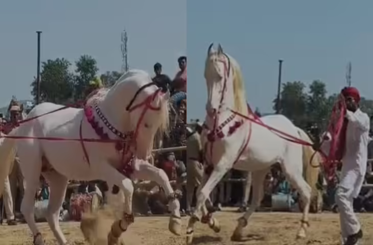 डांसर घोड़े ने मैदान में मचाया धमाल! खूबसूरत घोड़े के शानदार डांस मूव्स देख झूम उठे दर्शक, वीडियो हुआ वायरल