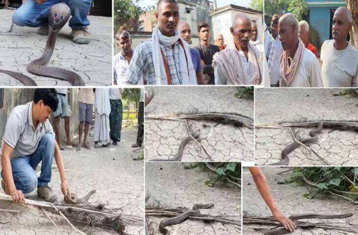 जहरीले नाग के सामने रख दिया मोर पंख, फिर कोबरा के साथ जो हुआ, खुल गईं सबकी आंखें