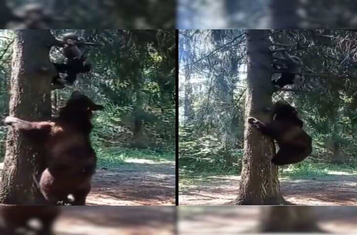जू में मौत का खौफनाक मंजर: जूकीपर पर हमला करता दिखा भालू, वायरल हुआ वीडियो