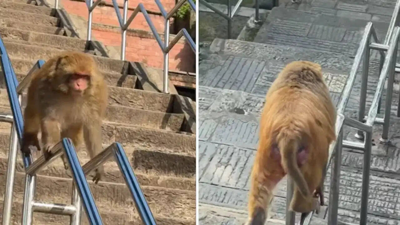 Viral Video: इंसानों को भी पीछे छोड़ गया बंदर, रेलिंग पर स्लाइड मारकर दिखाया ऐसा कारनामा कि लोग रह गए दंग