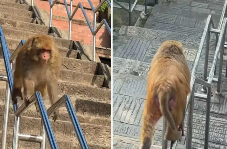 Viral Video: इंसानों को भी पीछे छोड़ गया बंदर, रेलिंग पर स्लाइड मारकर दिखाया ऐसा कारनामा कि लोग रह गए दंग