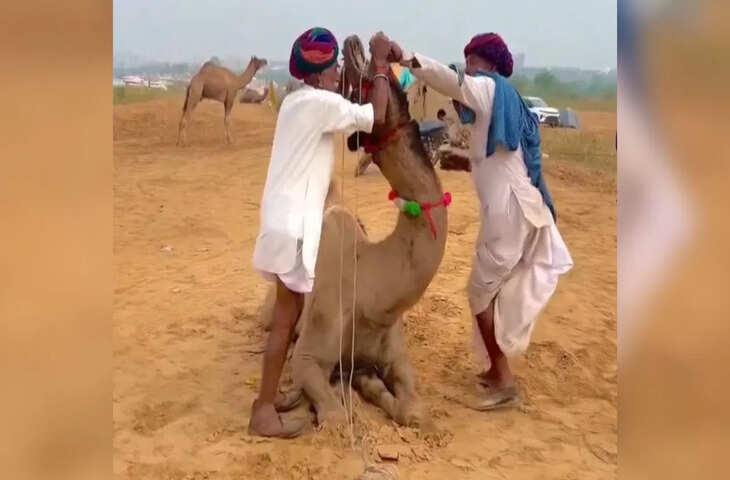 बीमार ऊंट को ऐसे पिलाते हैं दवा, देखा है कभी? हैरान कर देगा वीडियो